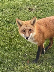 fox